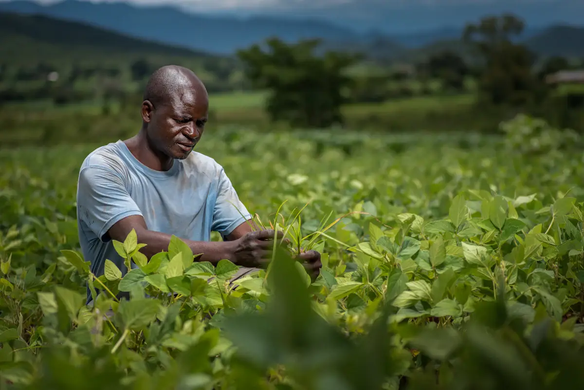 Un agriculteur entretient ses cultures dans un champ verdoyant